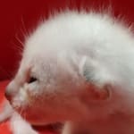 Savannah Snow male F-6SBT