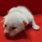 Savannah Snow male F-6SBT