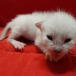 Savannah Snow male F-6SBT