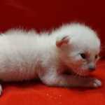 Savannah Snow male F-6SBT