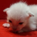 Savannah Snow male F-6SBT