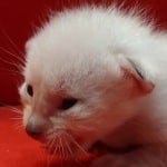 Savannah Snow male F-6SBT