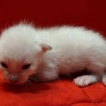 Savannah Snow male F-6SBT