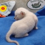 Savannah Kitten Male Snow