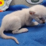 Savannah Kitten Male Snow