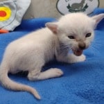 Savannah Kitten Male Snow