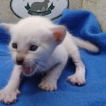 Savannah Kitten Male Snow