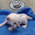 Savannah Kitten Male Snow