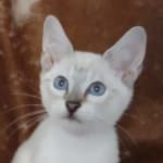 Savannah F-6SBT Snow Male