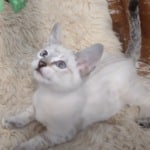 Savannah F-6SBT Snow Male