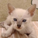Savannah Kitten Male Snow