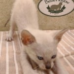 Savannah Kitten Male Snow