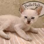 Savannah Kitten Male Snow