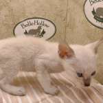 Savannah Kitten Male Snow