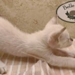 Savannah Kitten Male Snow