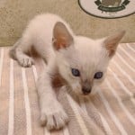 Savannah Kitten Male Snow