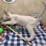 Savannah F-6SBT Snow Male