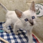 Savannah F-6SBT Snow Male