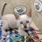 Savannah F-6SBT Snow Male