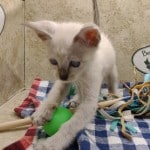 Savannah F-6SBT Snow Male