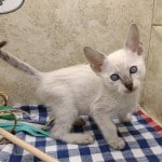 Savannah F-6SBT Snow Male