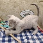 Savannah F-6SBT Snow Male