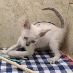 Savannah F-6SBT Snow Male