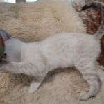 Savannah F-6SBT Snow Male