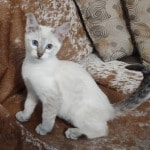 Savannah F-6SBT Snow Male