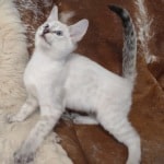 Savannah F-6SBT Snow Male