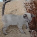 Savannah F-6SBT Snow Male