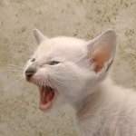 Savannah Kitten Male Snow