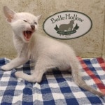 Savannah Kitten Male Snow