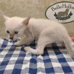 Savannah Kitten Male Snow