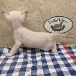 Savannah Kitten Male Snow