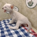 Savannah Kitten Male Snow