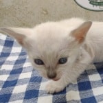 Savannah Kitten Male Snow