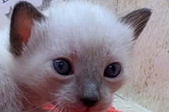 Blizzard Savannah F-6SBT Snow Male DOB 11-23-24