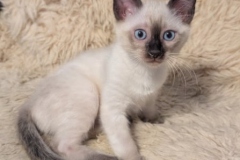 Savannah F-6SBT Snow Male DOB 11-23-24