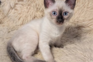 Savannah F-6SBT Snow Male DOB 11-23-24