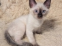 Savannah F-6SBT Snow Male DOB 11-23-24