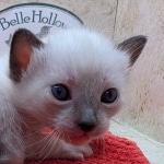 F-6SBT-snow-male-kitten-a