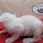 F-6SBT-snow-male-kitten-b