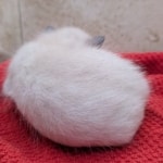 F-6SBT-snow-male-kitten-c