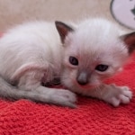 F-6SBT-snow-male-kitten-d