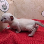 F-6SBT-snow-male-kitten