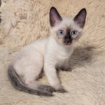 F-6SBt-Snow-Male-kitten-f