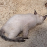 F-6SBt-Snow-Male-kitten-g