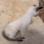 F-6SBt-Snow-Male-kitten-h