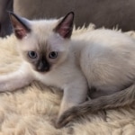 Savannah-F-6SBT-Snow-male-Kitten-a